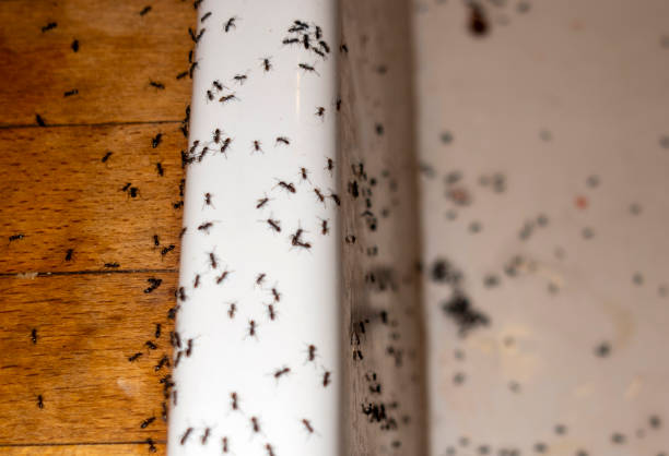 Best Cockroach Control Services  in Kapn, LA