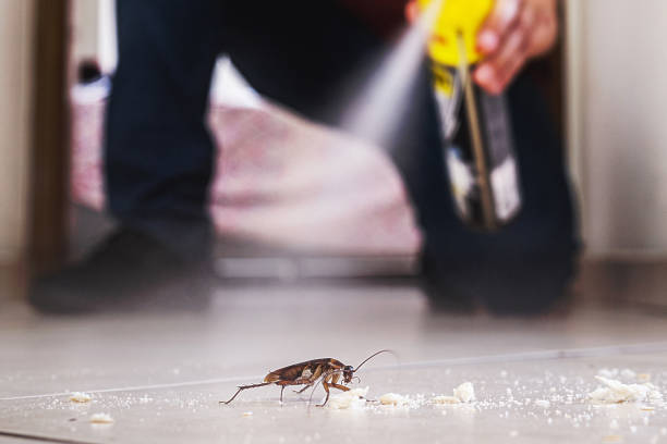 Best Pest Removal Services  in Kapn, LA