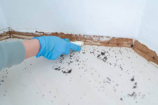 Best Flea Control Services  in Kapn, LA
